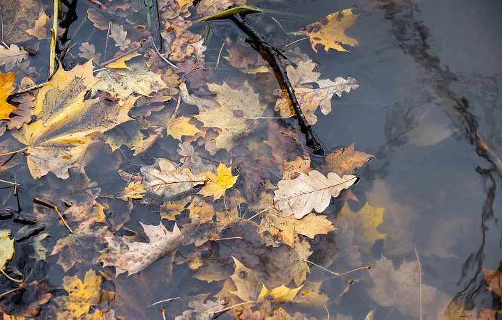 Сильный ветер и дождь ожидаются в Тульской области 13 октября