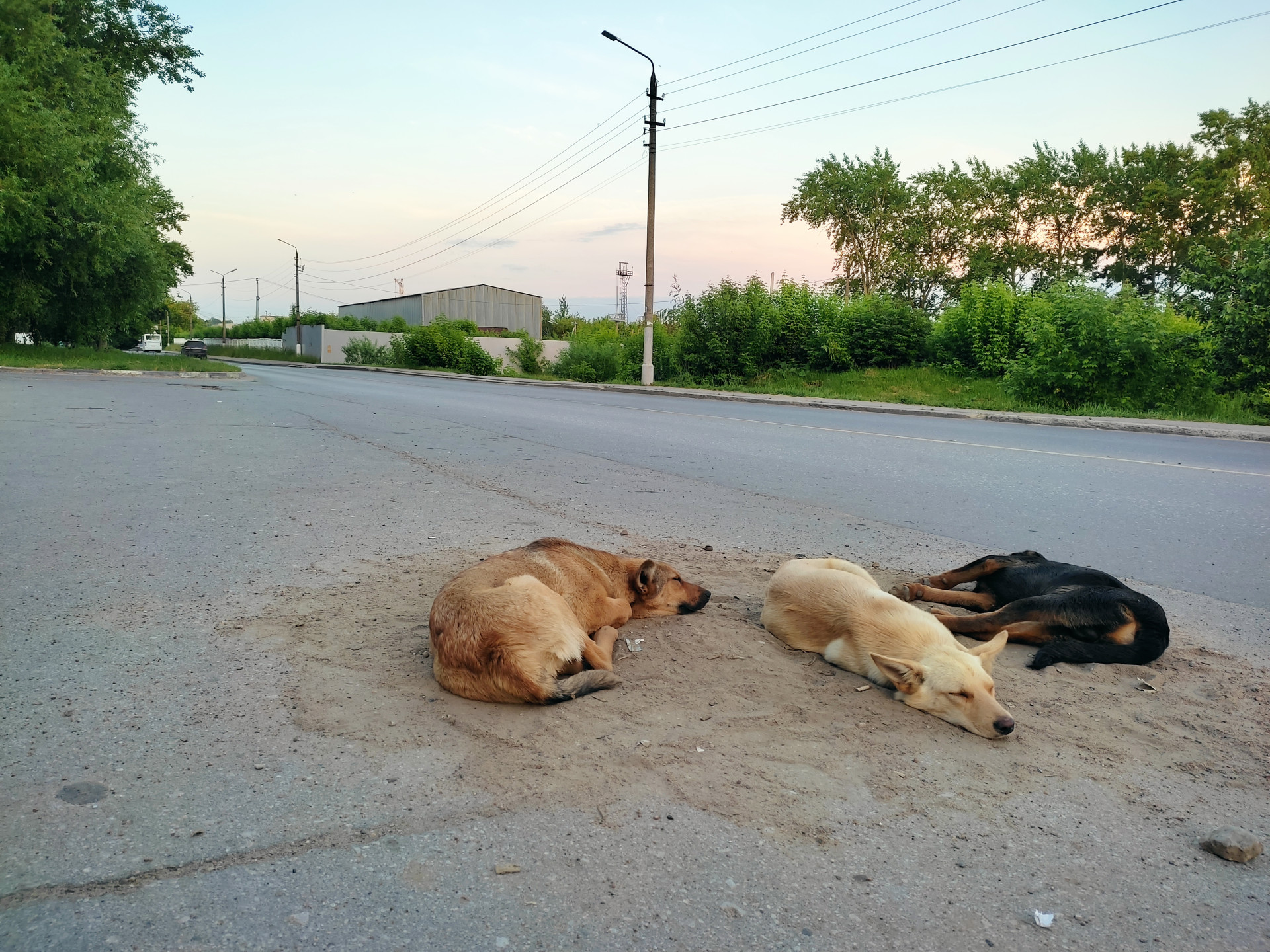 Администрация Новомосковска заплатит почти полмиллиона рублей после нападения бездомных собак на детей