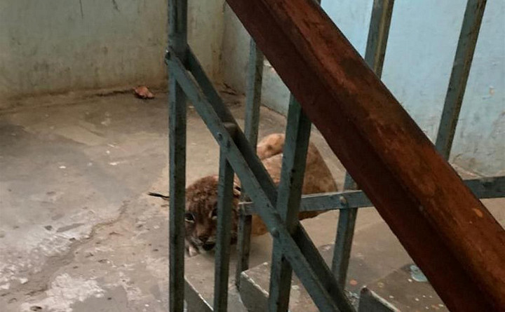 В правительстве Тульской области рассказали, почему рысь Дашу, найденную в подъезде, выпустили в лес
