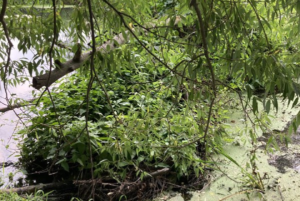 Тульская природоохранная прокуратура организовала проверку по факту подтопления земельного участка