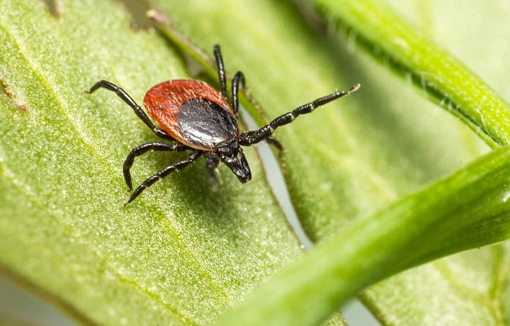 Заболеваемость клещевым боррелиозом в Тульской области выросла на 49%