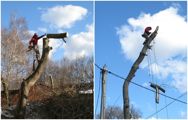Профессия – «древесный хирург»: арборист рассказал, как работает с деревьями в условиях урбана
