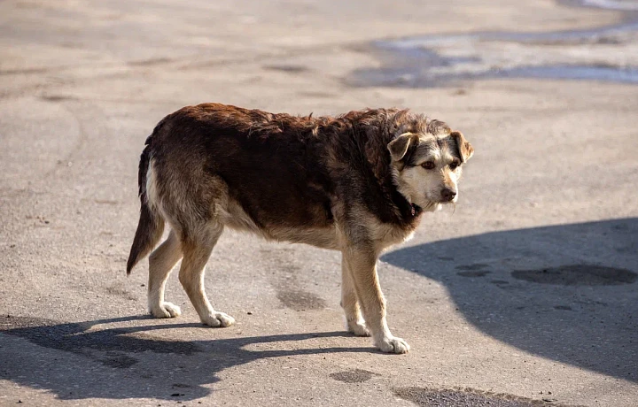 На администрацию Веневского района подали в суд из-за укуса бродячей собаки