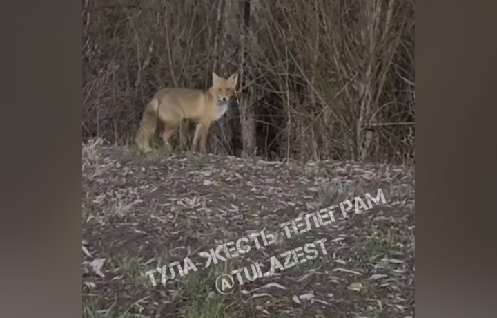 Большой рыжий лис замечен возле ТРЦ «Макси» в Туле