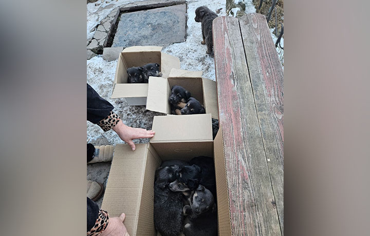 В Туле женщина выбросила на улицу коробку с девятью щенками