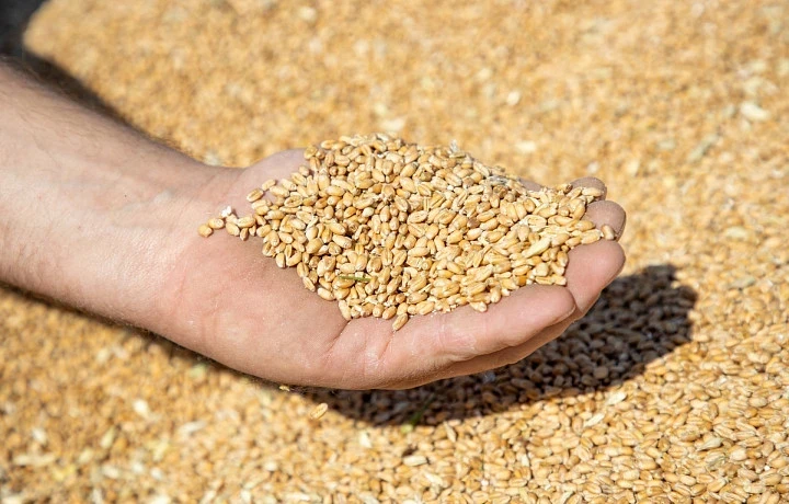 Россельхознадзор аннулировал декларацию на партию пшеницы тульского производителя