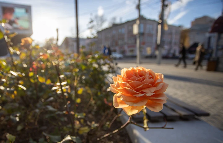 Тулякам рассказали о погода в первую рабочую неделю лета