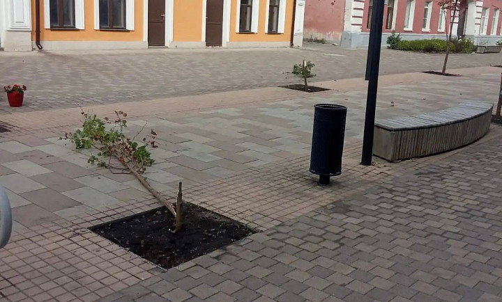 ﻿Вандал, сломавший деревья на улице Металлистов в Туле, получил семь суток ареста