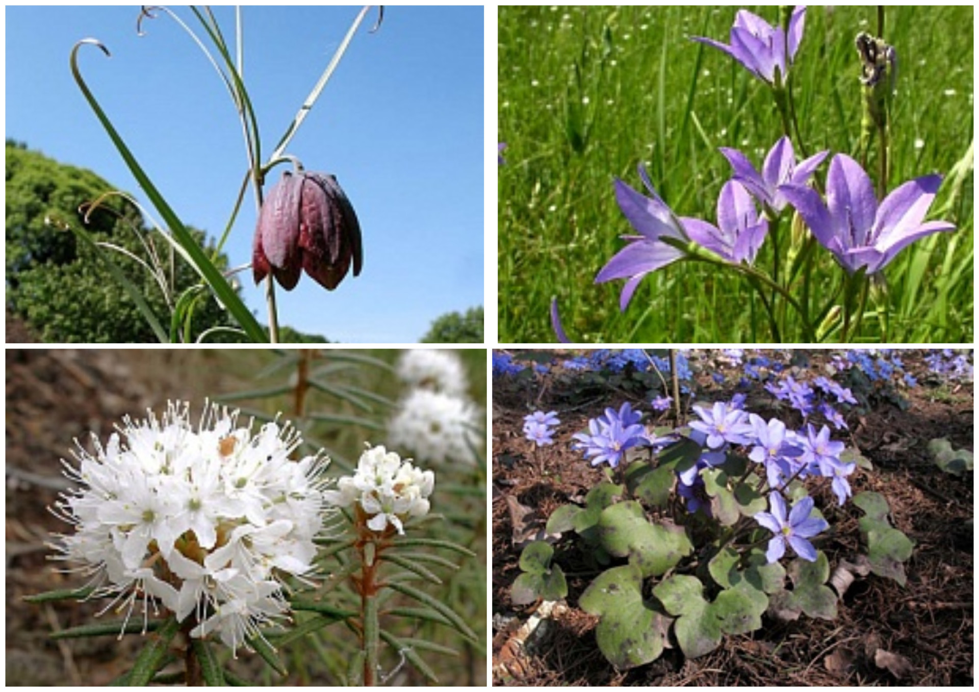 В Тульской области могут исчезнуть 12 красивых цветов