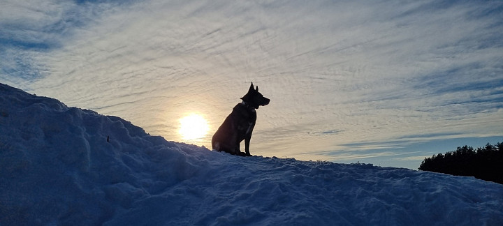 Ветеринар Галкин назвал самое полезное и вкусное блюдо для собак