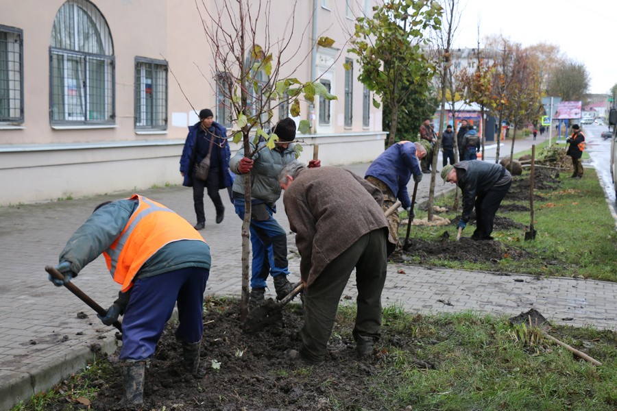 На улице Комсомольской в Новомосковске высадили новые деревья