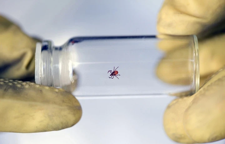 В Тульской области в 2023 году выросла заболеваемость болезнью Лайма