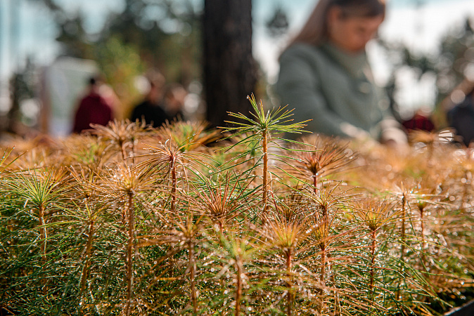 Тульская область присоединилась к акции «Сохраним лес»