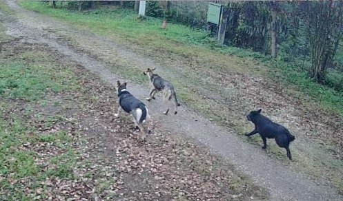 «Невозможно предугадать, когда собаки вновь появятся»: жители Ясногорского района пожаловались на бродячих собак, охотящихся за домашней птицей