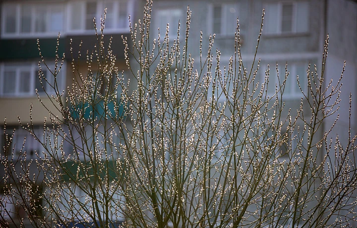 Объявлено метеопредупреждение: в Тульской области ожидаются заморозки