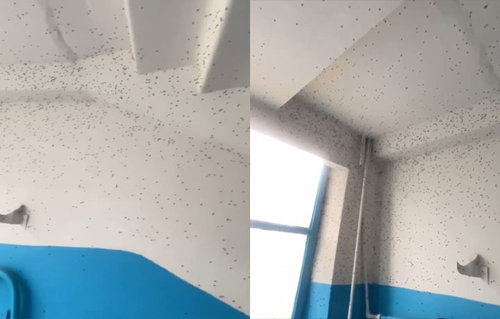 Подъезд многоэтажного дома в Новомосковске заполонили неизвестные насекомые