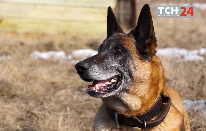 Житель Тульской области сбил собаку на дороге и отсудил деньги у владельца животного