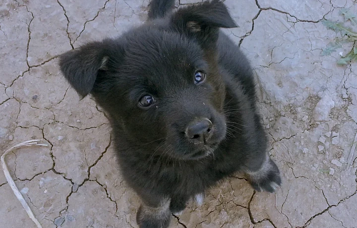 Жители Тульской области потратили рекордную сумму на ветеринарию в 2025 году