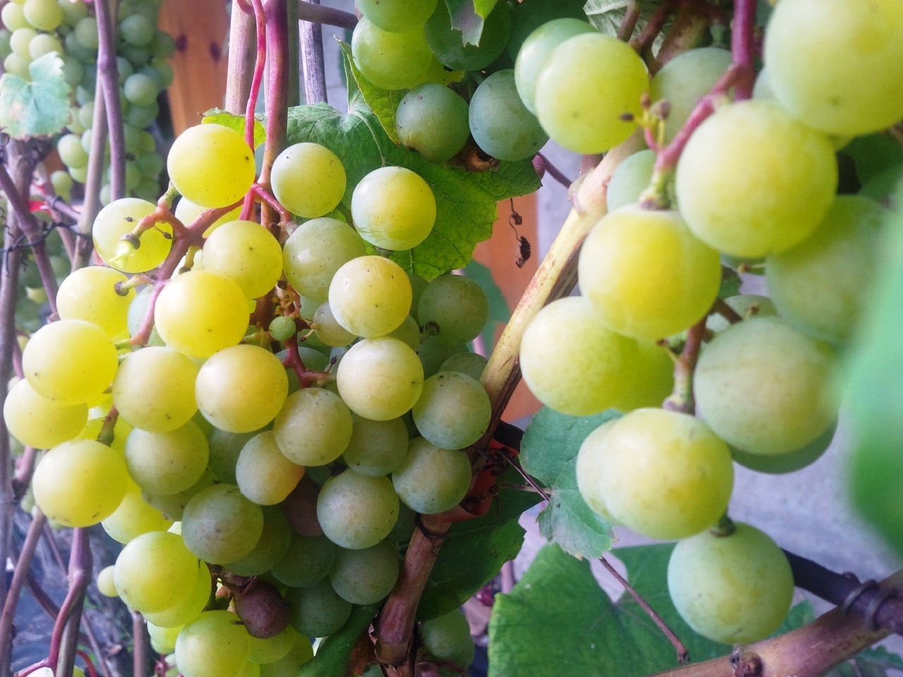 Тульских фермер рассказала, как сохранить виноград до Нового года