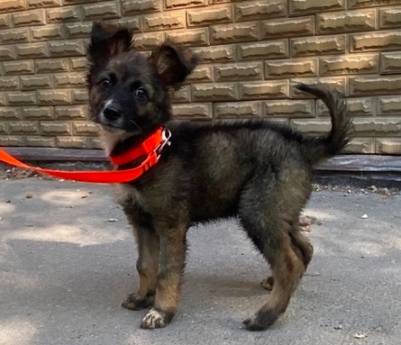 В Туле слепому щенку ищут дом