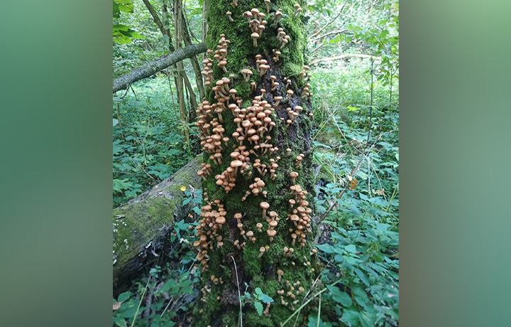 Грибники рассказали о большом урожае опят в тульских лесах