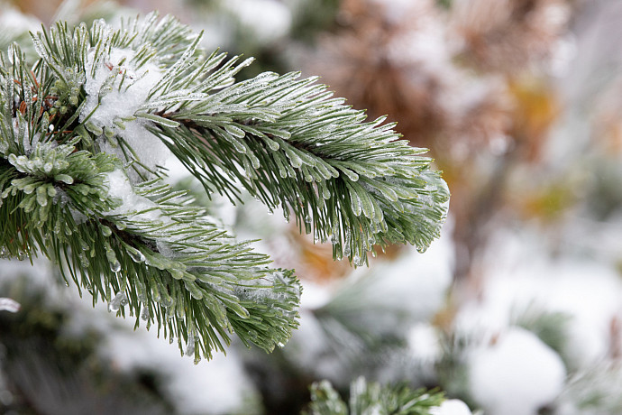 17 декабря в Тульской области потеплеет до +1 градуса и пойдет дождь со снегом