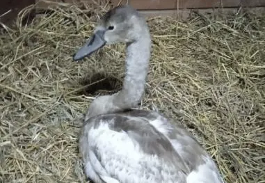 В России спасли краснокнижного лебедя