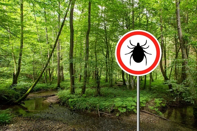 За неделю 162 жителя Тульской области обратились за медпомощью из-за клещей