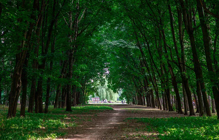 Жара покинет Тульскую область: синоптик Ильин рассказал, какая погода ждет туляков с 14 по 18 июля