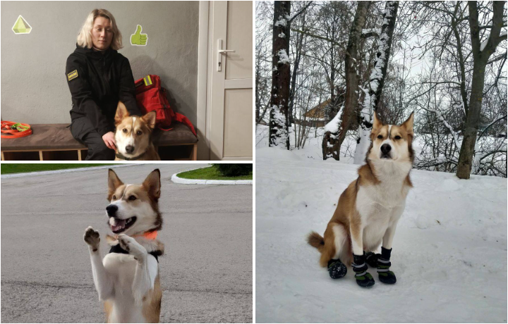 Пёс-спасатель из Донского помог найти пожилую женщину, лежавшую в снегу