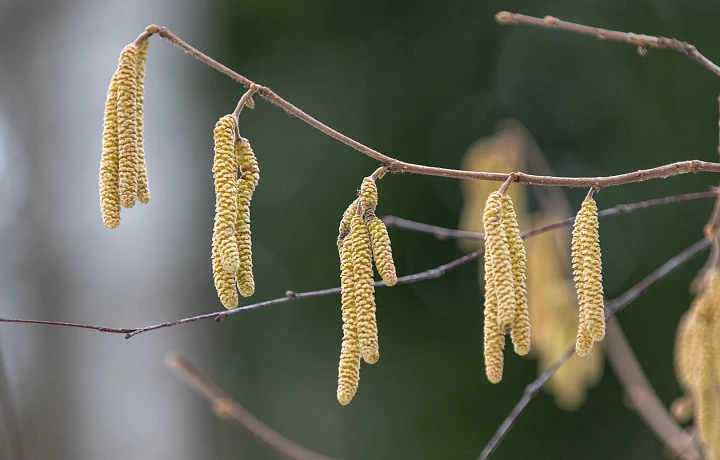 В Тульской области ожидаются заморозки 12 и 13 мая