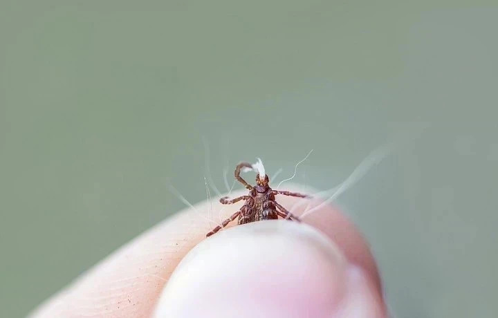 Миляев поручил организовать в Тульской области обработку против клещей