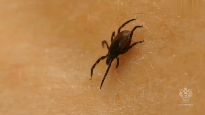 В Тульской области каждый восьмой клещ заражен боррелиями: все чаще фиксируют и анаплазмоз