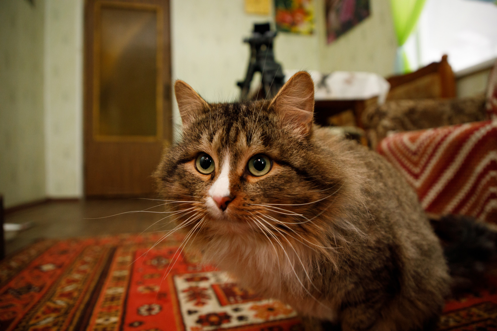 Тульский ветеринар Шумилина рассказала, как отучить кошек драть мебель