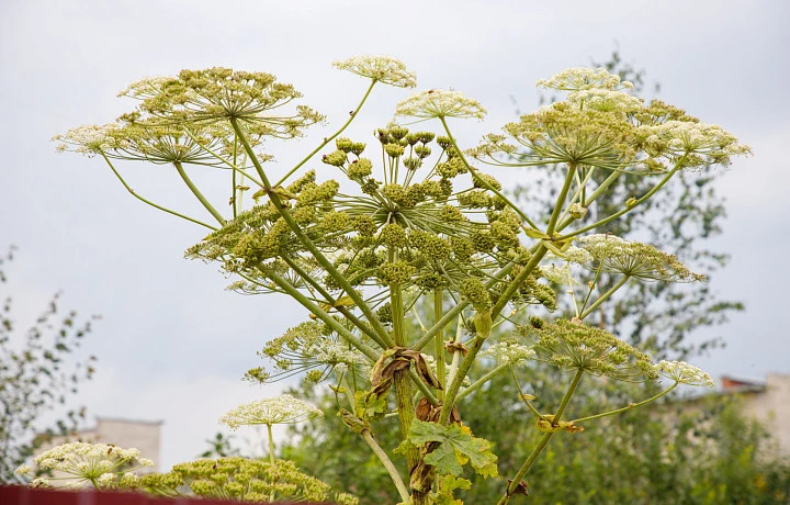На борьбу с борщевиком в Туле потратят более 7,5 миллионов рублей
