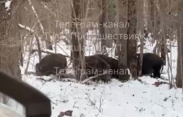 Семейство кабанов заметили у дороги в Суворовском районе