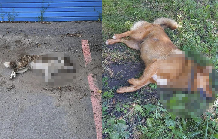 В Донском жители заметили на улицах мертвых собак