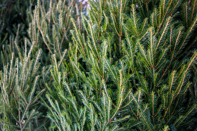 Тулякам рассказали, как можно избавиться от новогодней елки с пользой