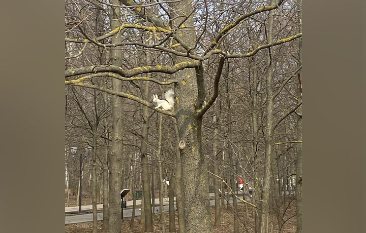 В Центральном парке Тулы снова заметили белку-альбиноса