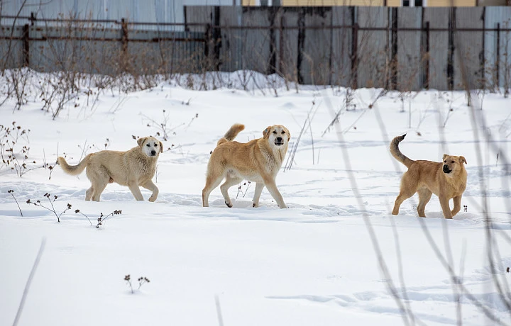 В Узловском районе потратят почти 3 млн рублей на отлов безнадзорных животных