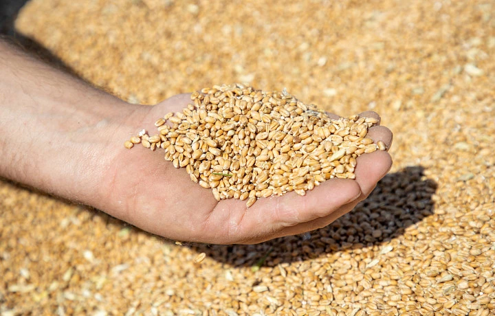 Россельхознадзор аннулировал декларации на партии пшеницы, рапса и гороха тульского производителя