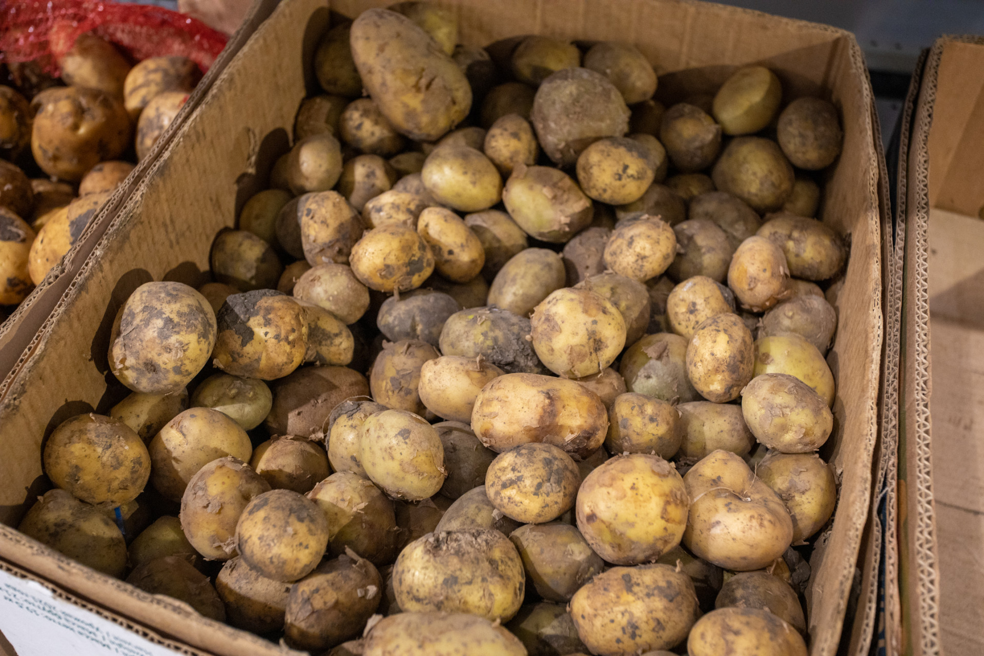 Куплю картофель тульская область. Картофель в средней Азии. Фото картофеля на продажу. Чтобы картофель вырос крупный. Применение картофеля.