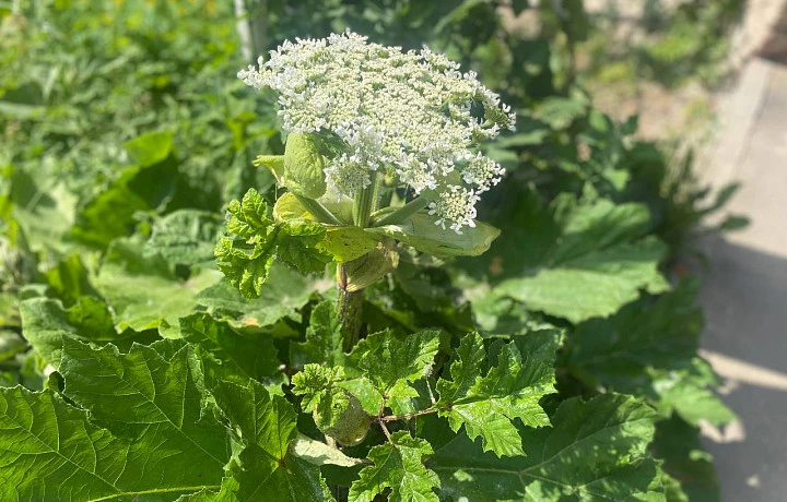 На борьбу с борщевиком в Тульской области выделено более 37 миллионов рублей