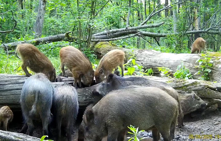 Больше лосей и оленей, меньше кабанов и лишь семь волков: в Минприроды рассказали, сколько диких животных живут в тульских лесах