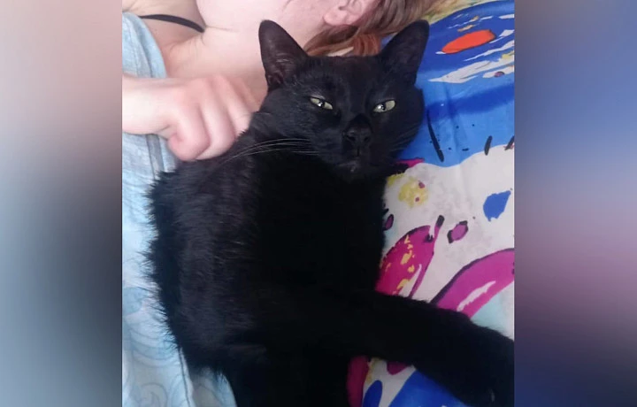 В Туле дачник, убивший соседского кота за съеденную еду, заплатит 15 тысяч рублей штрафа