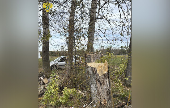 В Щекинском районе спилили аварийные деревья по требованию прокуратуры