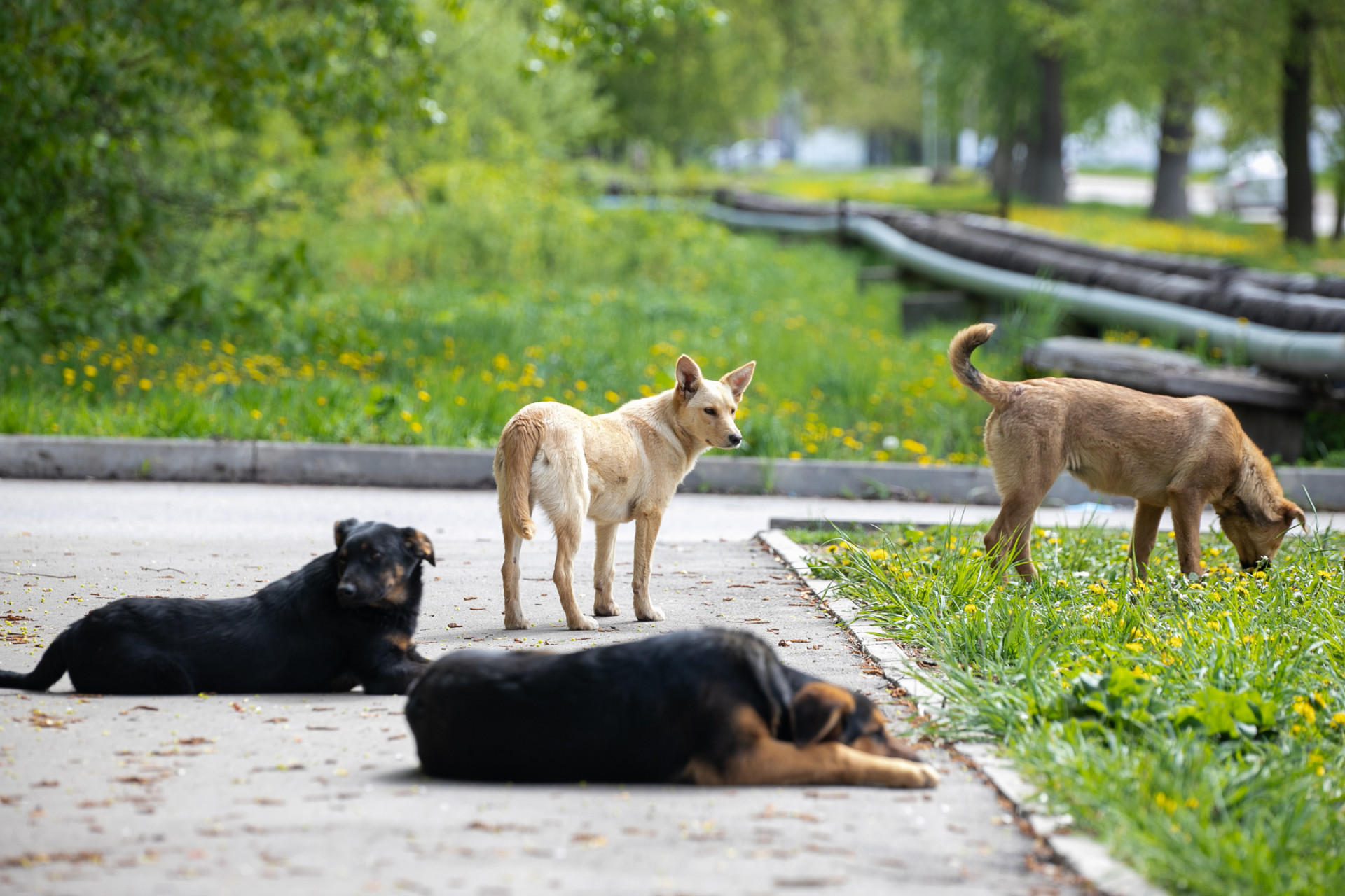 Очевидцы: жителя Кимовска насмерть загрызли бродячие собаки