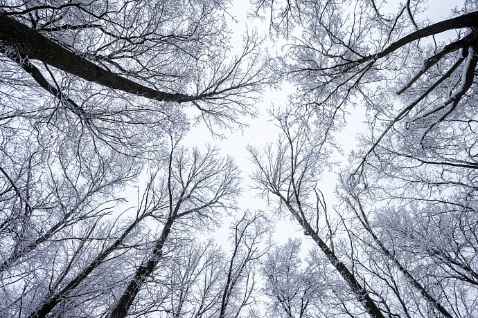 В Туле 5 апреля потеплеет до +15 градусов