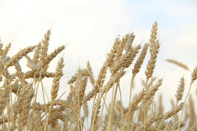 Миру предрекли глобальный голод