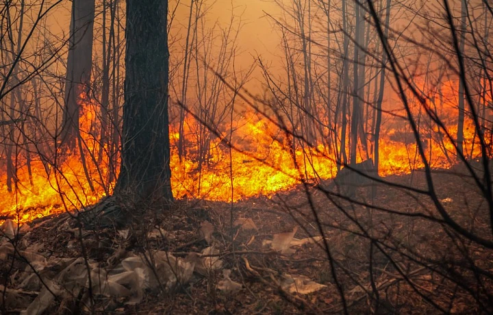 Тульская область может оказаться в красной зоне по лесным пожарам в апреле